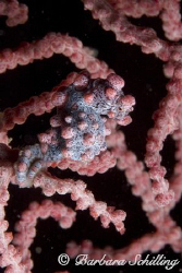 A Pygmy Seahorse hidden in the coral found in Lembeh Stra... by Barbara Schilling 